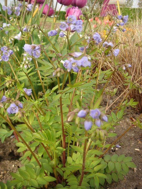 Polemonium reptans